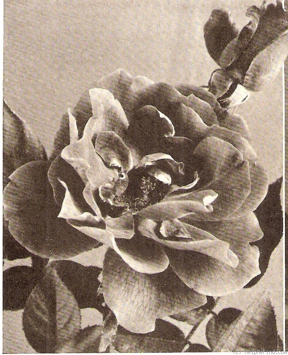 'Charles K. Douglas' rose photo