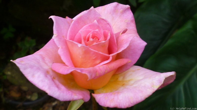 'Maria Cecilia Freeman ™' rose photo
