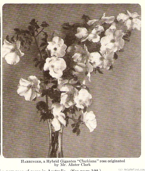 'Harbinger (climber, Clark, 1923)' rose photo