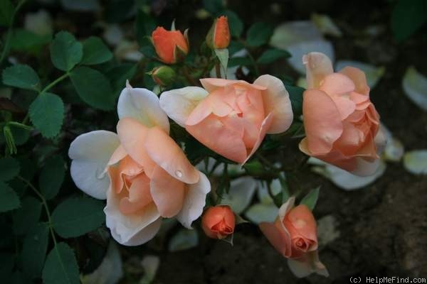'Mohana ® (shrub, Evers/Tantau, 2010)' rose photo