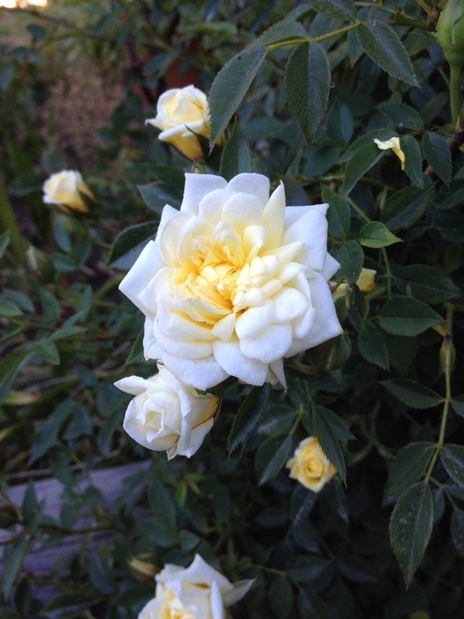 'Yellow Doll, Cl.' rose photo