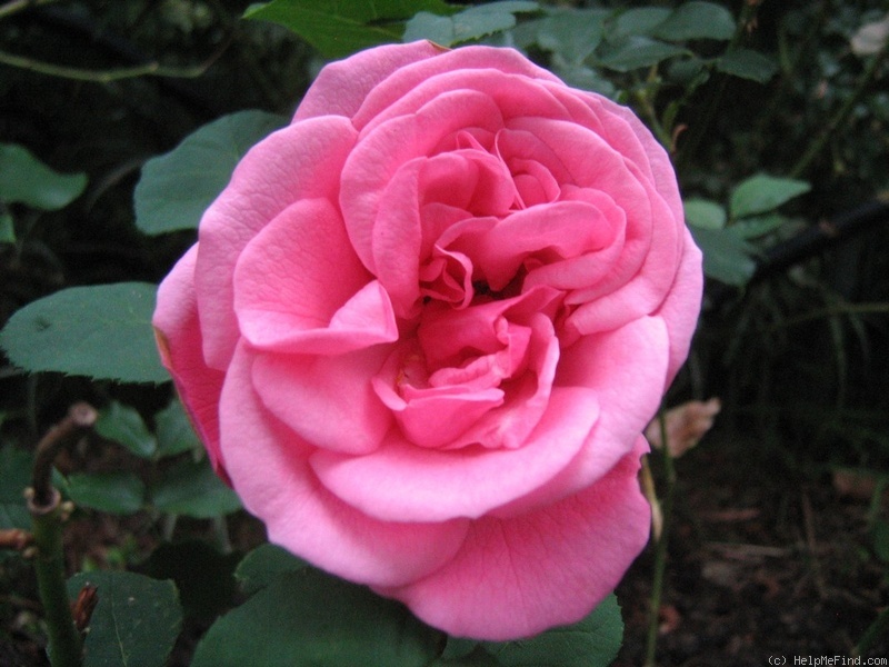 'Titian' rose photo