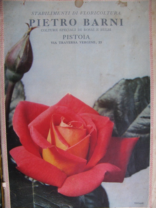 'Catalogo Stabiimenti di Floricoltura Pietro Barni'  photo