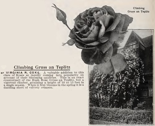 'Gruss an Teplitz, Cl.' rose photo