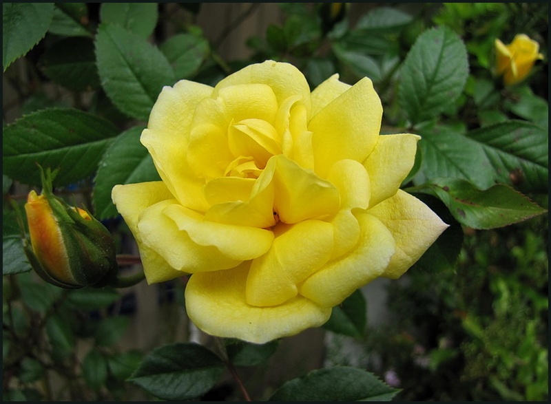 'May Kald's Garden'  photo