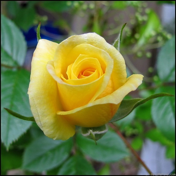 'Laura Ford ®' rose photo