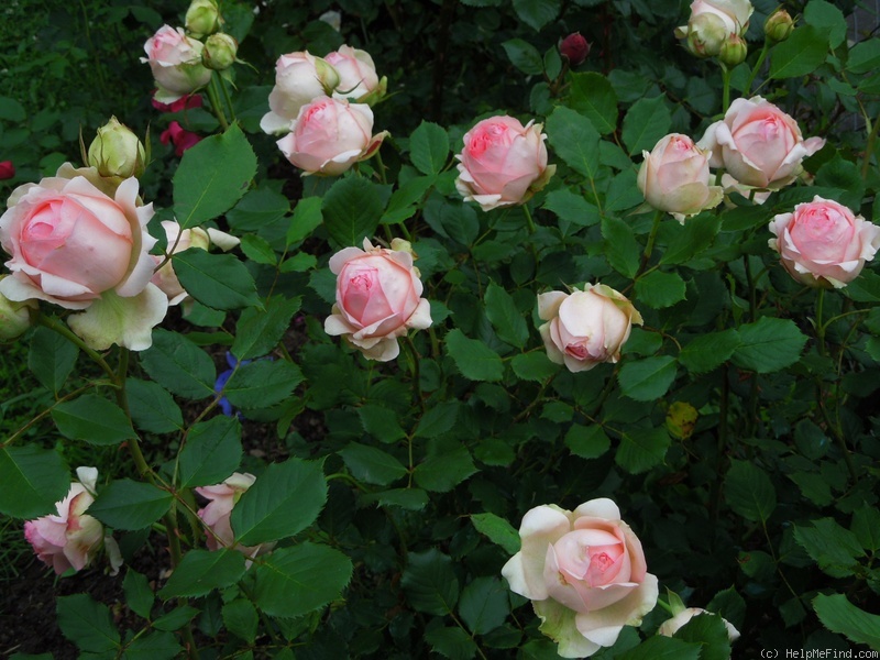 'First Lady® (florists' rose, Tantau, 2005)' rose photo
