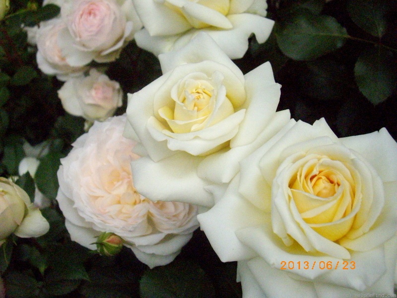 'Ambiente' rose photo