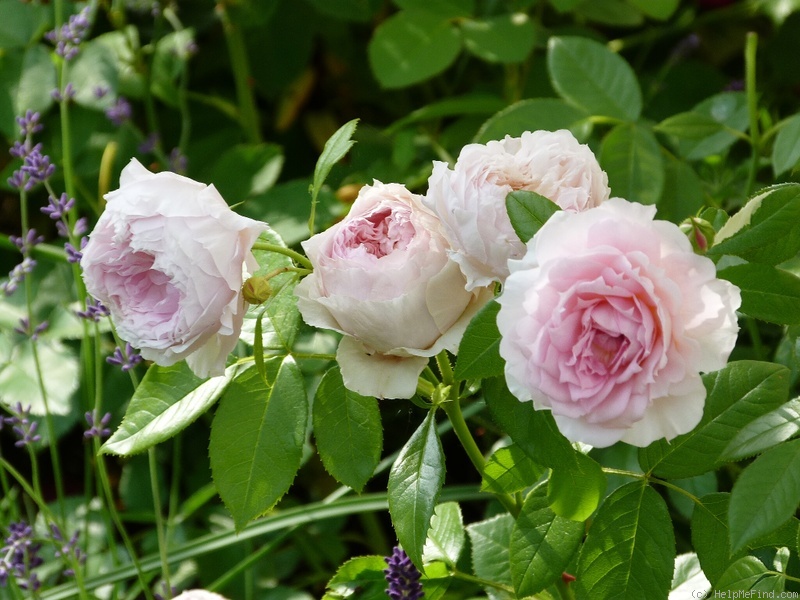 'Inge's Rose' rose photo