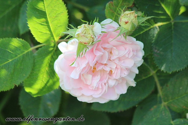 'Alba Maiden's Blush' rose photo