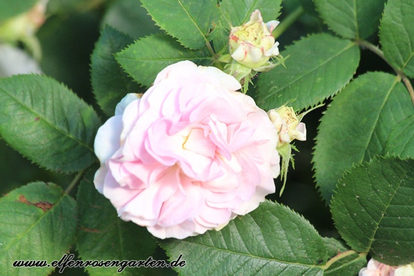 'Alba Maiden's Blush' rose photo