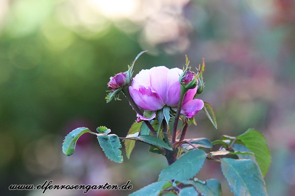 'Jacques Cartier' rose photo