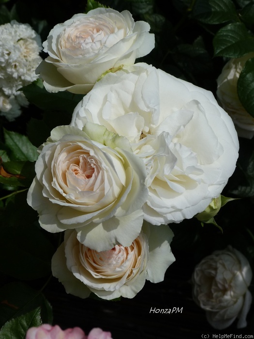 'Palais Royal ®' rose photo