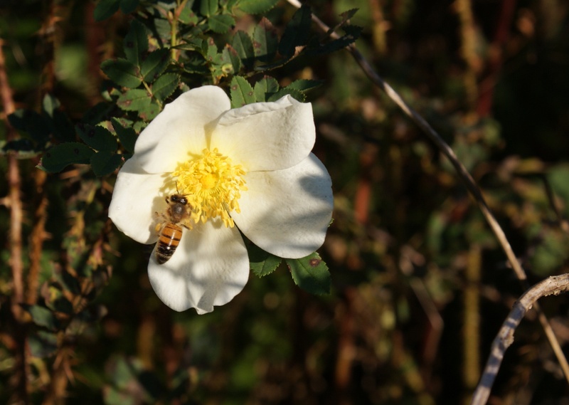 '<i>Rosa pimpinellifolia</i> L. synonym' rose photo
