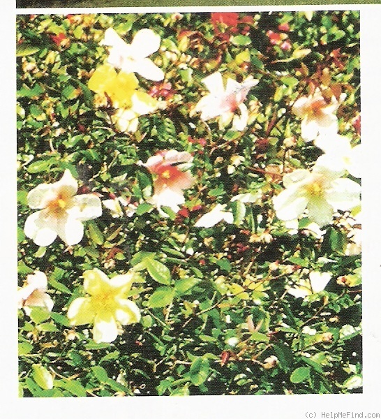 'Yellow Mutabilis (China, Watson/Brichet, 1997)' rose photo