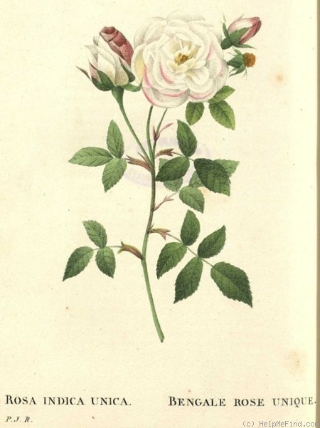 'Unique (china, Barrier/Laffay, pre 1825)' rose, click to enlarge 'Unique (china, Barrier/Laffay, pre 1825)' rose photo