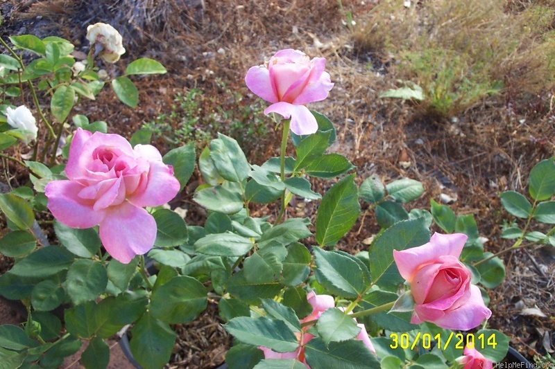 'Heinrich Wendland' rose photo