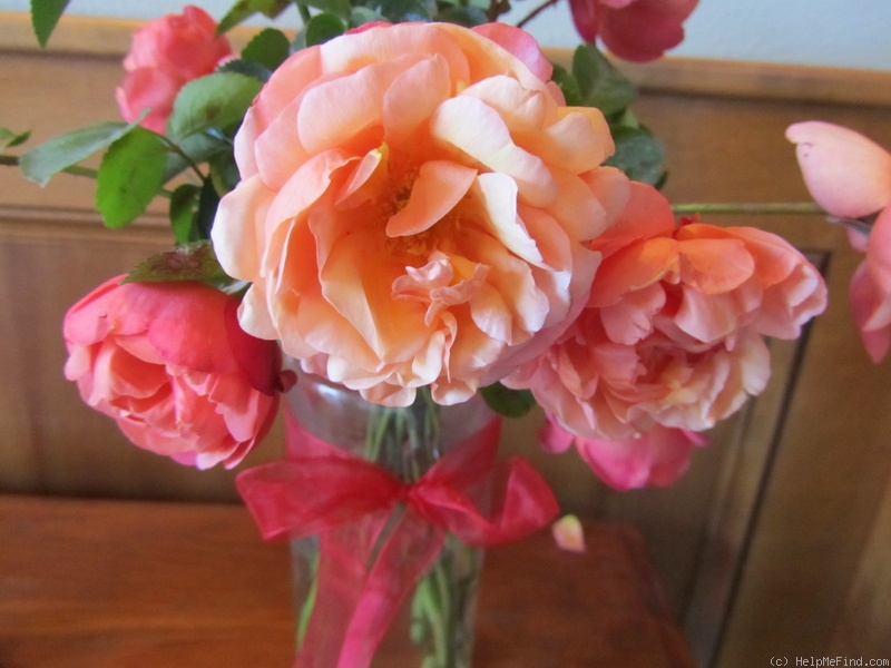 'Jean Teresa' rose photo
