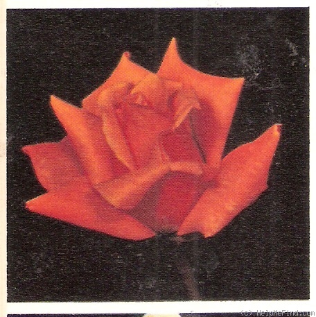 'Chantré' rose photo