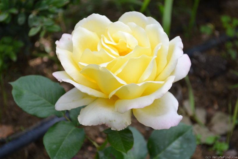 'Yardley Baroque' rose photo