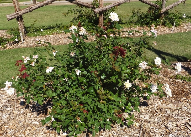 'April Moon (shrub, Buck 1984)' rose photo