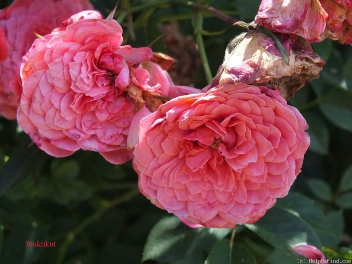 'Cri-Cri' rose photo