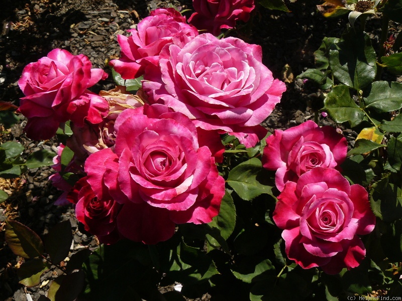 'Shocking Blue ® (Floribunda, Kordes, 1974)' rose photo