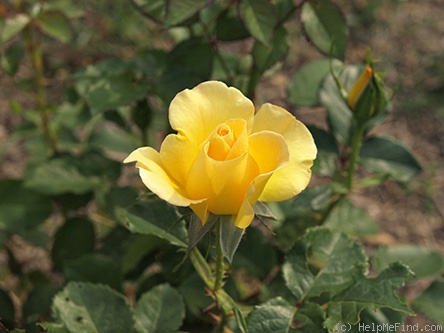 'Just For You (Floribunda, Chessum, 1996)' rose photo