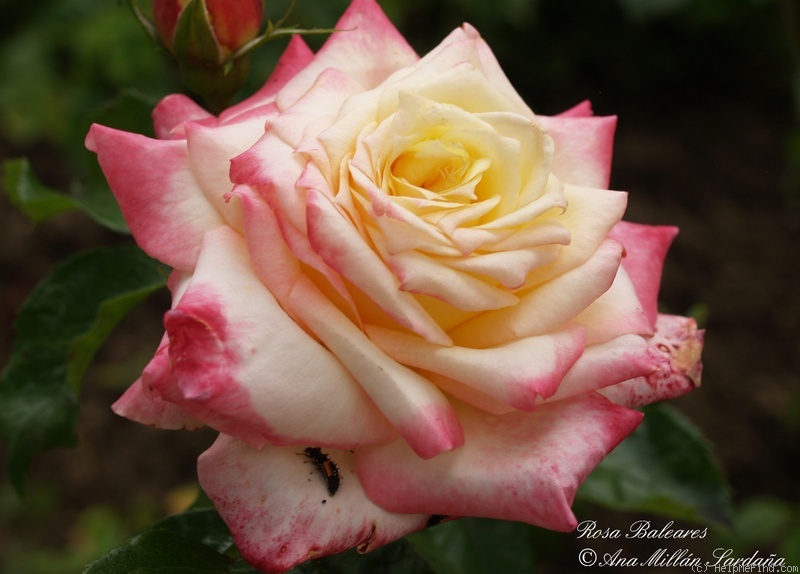 'Baléares' rose photo