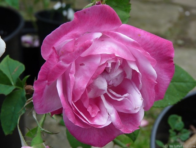 'Pierre de St.-Cyr' rose photo