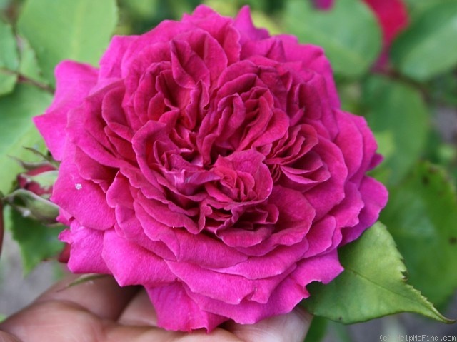 'Lord Raglan' rose photo