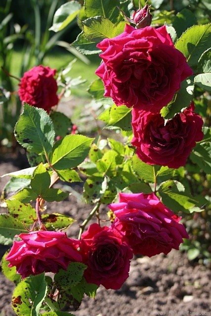 'Lord Raglan' rose photo