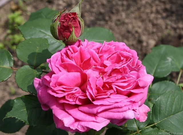 'Madame Charles Baltet' rose photo