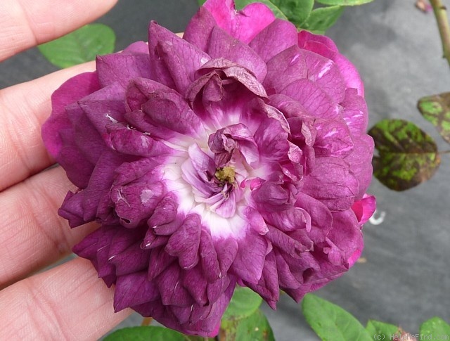 'Böhmová Azurová' rose photo