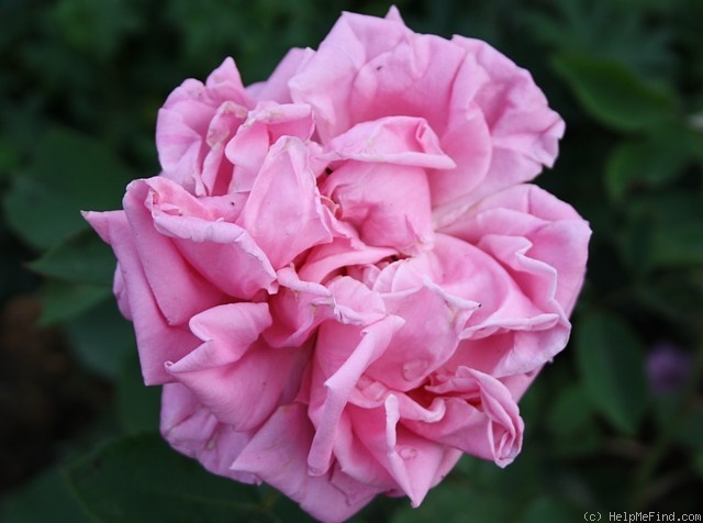 'Henri Coupé' rose photo