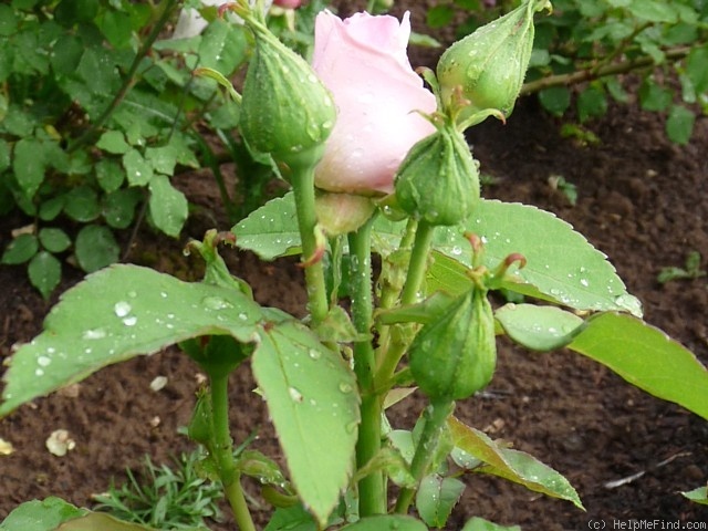 'Jean Rameau' rose photo
