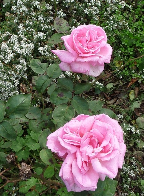 'Jean Rameau' rose photo