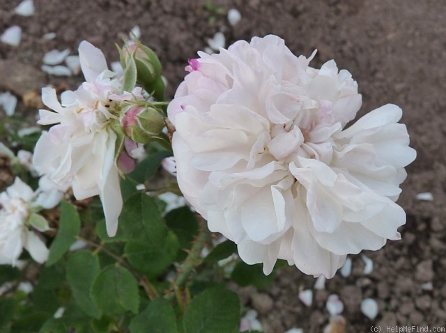 'Bouquet Blanc (hybrid perpetual, Robert 1856)' rose photo