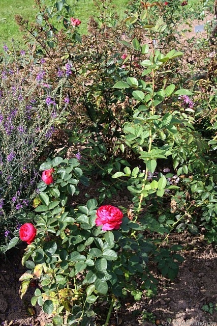 'Ascot (shrub, Evers 2007)' rose, click to enlarge 'Ascot (shrub, Evers 2007)' rose photo