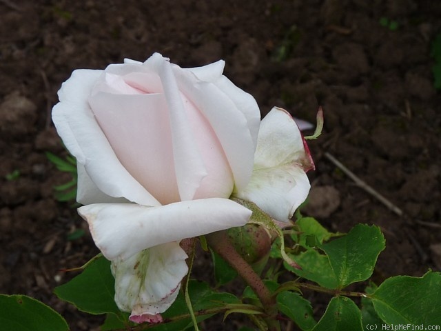 'Turnvater Jahn' rose photo