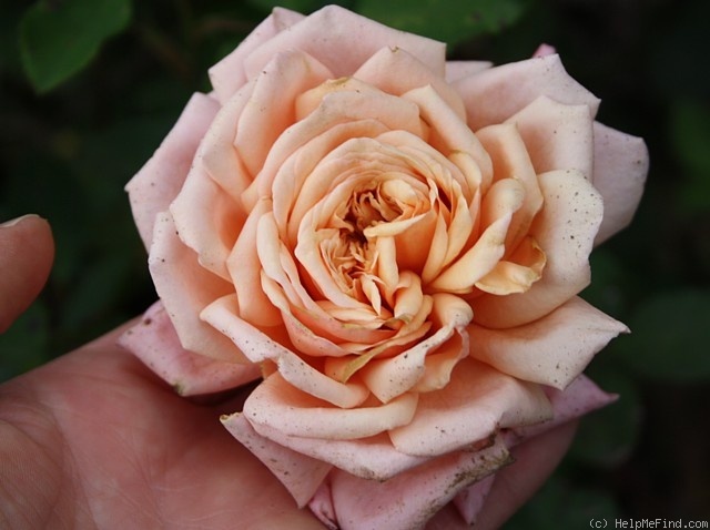 'Rêve Abricot' rose photo