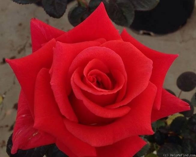 'Flaming Kardinal' rose photo