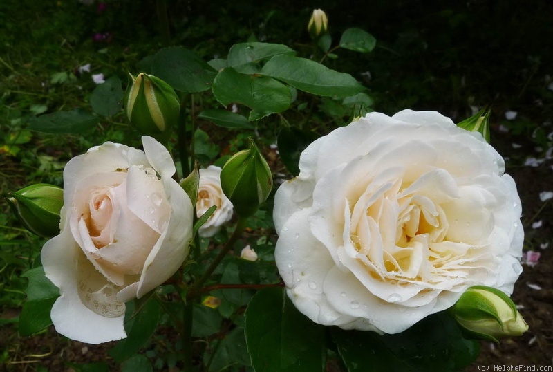 'Susan (shrub, Olesen/Poulsen, 1998)' rose photo