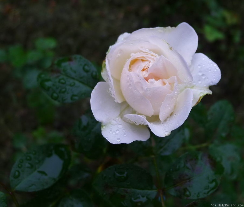 'Susan (shrub, Olesen/Poulsen, 1998)' rose photo