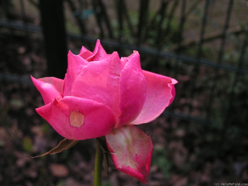 'Fragrant Delight ® (floribunda, Tysterman, 1978)' rose photo