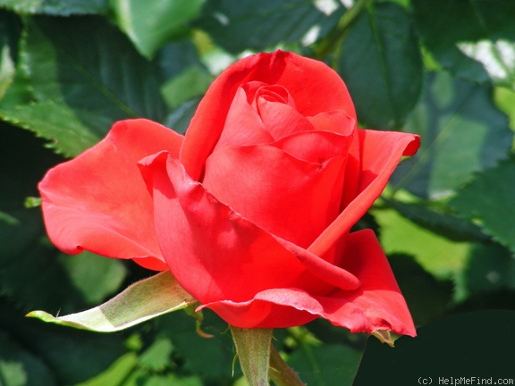 'Veterans' Honor®' rose photo