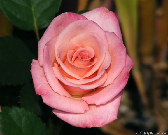 'Show Stopper™' rose photo