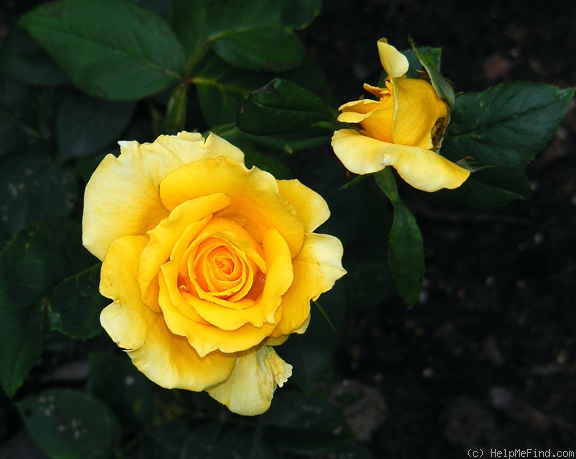 'Sunny Delight' rose photo