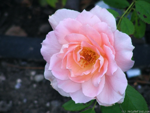 'Rural Rhythm' rose, click to enlarge 'Rural Rhythm' rose photo