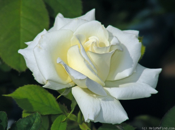 'Pope John Paul II ™ (Hybrid Tea, Zary, 2006)' rose photo